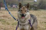 CHIEN-LOUP TCHEQUE 151
